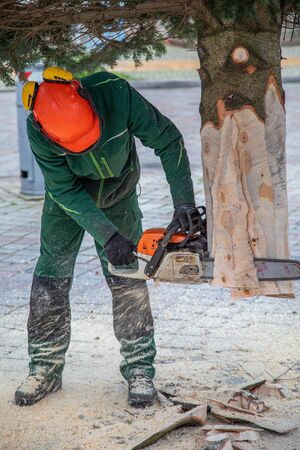 a craftsman saws off a fir tree with a chainsawの写真素材