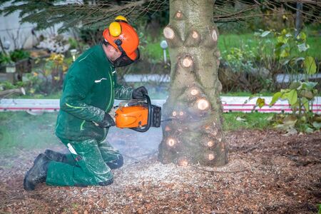 a craftsman saws off a fir tree with a chainsawの写真素材
