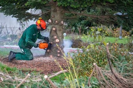 a craftsman saws off a fir tree with a chainsawの写真素材