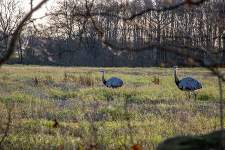 many Nandus stand on a pasture and look for fodderの写真素材