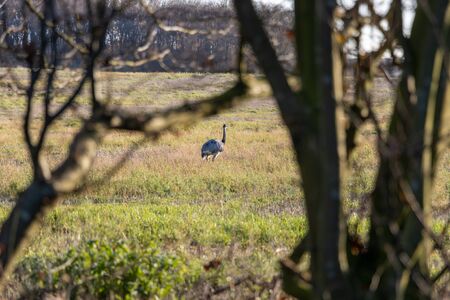 many Nandus stand on a pasture and look for fodderの写真素材