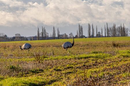 many Nandus stand on a pasture and look for fodderの写真素材