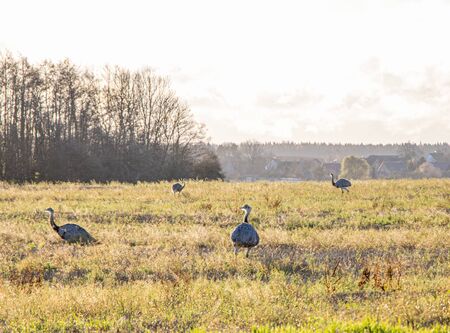 many Nandus stand on a pasture and look for fodderの写真素材
