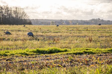 many Nandus stand on a pasture and look for fodderの写真素材