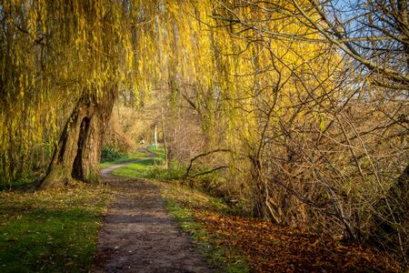 an autumn land stock shortly after sunrise and everything is yellow colouredの写真素材