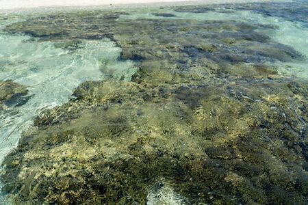Lady Elliot Island shoreline Great Barrier Reef, Australiaの写真素材
