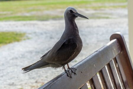 White capped noddy (Anous Minutus), Vogel, auf Koralle, Lady Elliott Island, Queensland, Great Barrier Reef, Australien, Ozeanienの写真素材