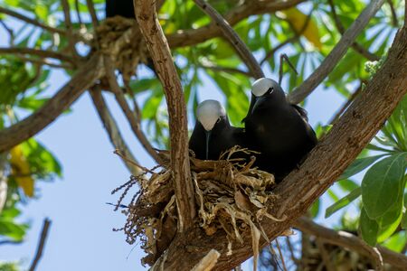 White capped noddy (Anous Minutus), Vogel, auf Koralle, Lady Elliott Island, Queensland, Great Barrier Reef, Australien, Ozeanienの写真素材
