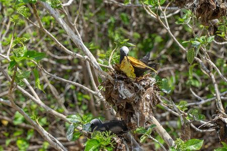 White capped noddy (Anous Minutus), Vogel, auf Koralle, Lady Elliott Island, Queensland, Great Barrier Reef, Australien, Ozeanienの写真素材