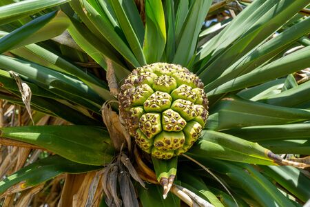 the Australian pandanus grows on a palm tree with green leaves