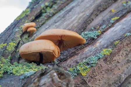 a brown tree fungus grows on a moss-covered tree trunkの写真素材