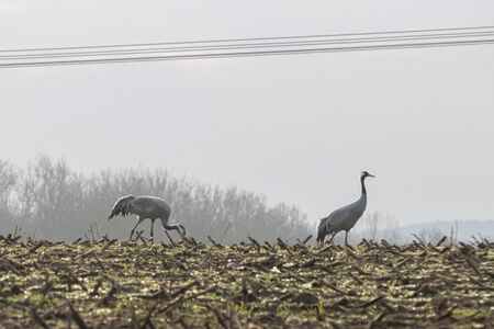 Cranes standing in a field looking for foodの写真素材