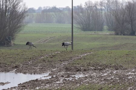 Cranes standing in a field looking for foodの写真素材