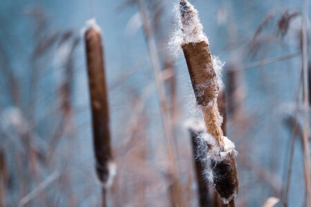 on a shore of a lake there are many burst bulrushes which are also called pompeselの写真素材