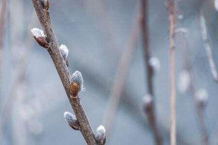 a close-up of willow catkins on a branch, standing by a lake