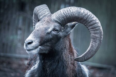 a portrait of a mouflon, Ovis orientalis, in a zoo