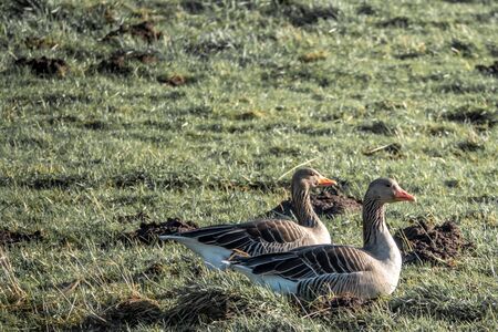 a pair of grey geese stands on a green meadow in springの写真素材