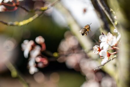 a honey bee with pollen on its legs collects nectar from the flowers of a plum treeの写真素材