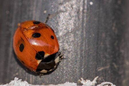 a red ladybird sitting on a black backgroundの写真素材