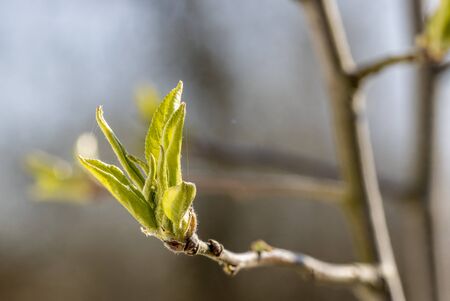 young leaf shoots are on a branch in spring