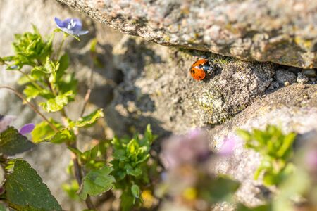 a small ladybird sits on a concrete wallの写真素材
