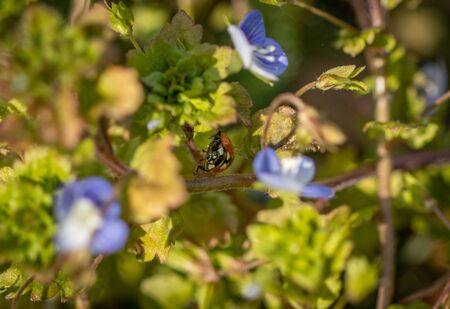 a small ladybird climbs around between plants with blue flowersの写真素材