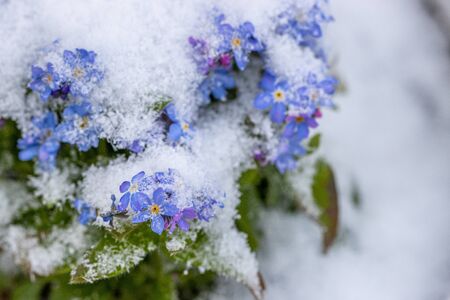 the blue forget-me-not-blossom are covered with freshly fallen snowの写真素材