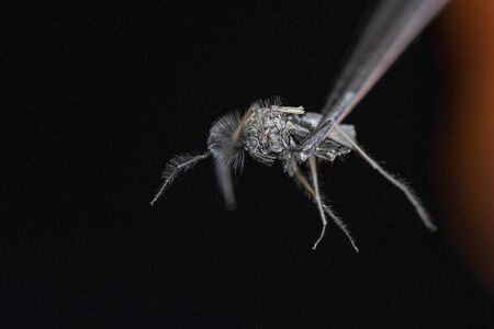 a macro shot of a mosquito which is held by tweezers
