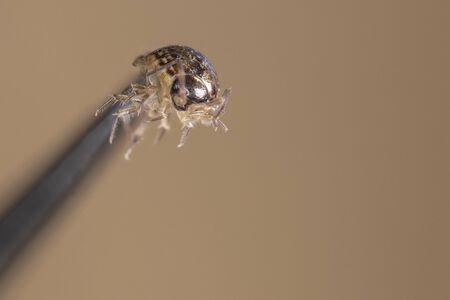 a macro shot of a woodlouse held by tweezersの写真素材
