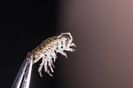 a macro shot of a woodlouse held by tweezers