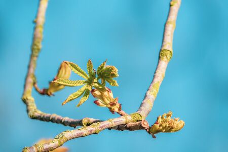 a close up of chestnut buds and the sky is blueの写真素材