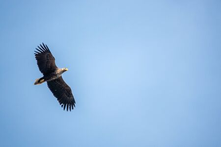 a sea eagle flies in search of prey in the blue sky
