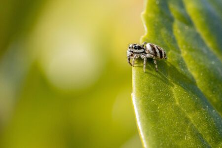 a tiny zebra spider sits in a green plant and waits for preyの写真素材
