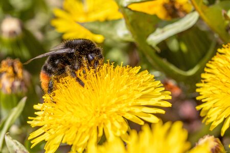 a close-up of a bumblebee collecting nectar on a dandelion blossom