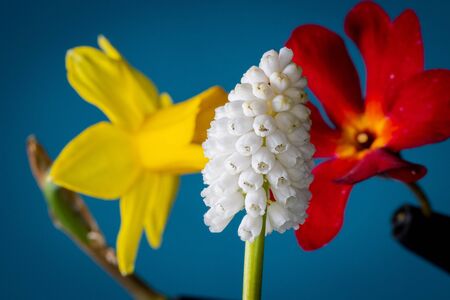 a close-up of a white grape hyacinth and colourful spring flowers in the backgroundの写真素材