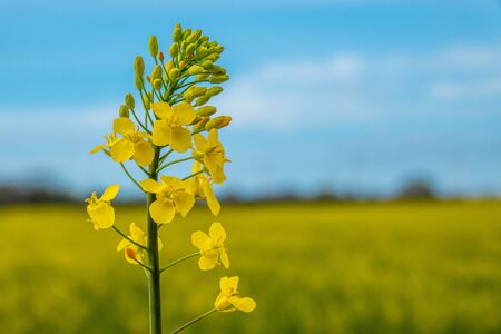 a close-up of a yellow rape plant blossom