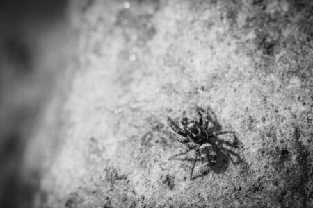 a tiny zebra-jumping spider sits on a field stoneの写真素材