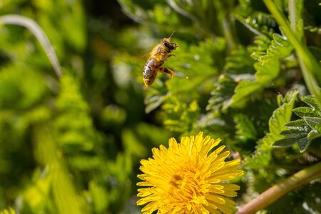 honey bee collects the nectar of a yellow dandelion blossom