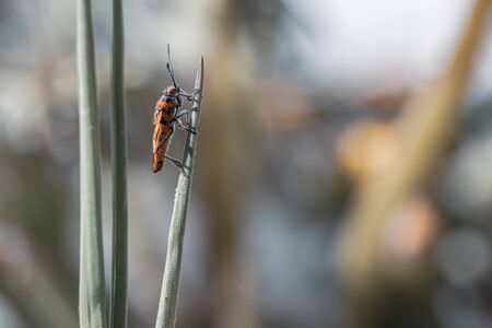 a fire bug is hanging from the tip of a blade of grassの写真素材