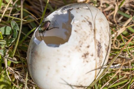 a Poecilus cupreus beetle crawls on a broken goose eggの写真素材