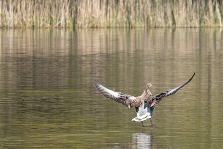 a greylag goose lands on a lake after a flightの写真素材