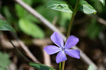 the purple flowers of the large-leaved evergreen glow in the sunの写真素材