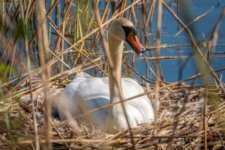 a white swan sits brooding in its nest in fine weatherの写真素材