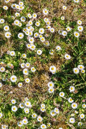 many white and yellow daisies stand on a meadowの写真素材