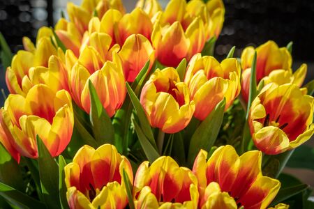 a bouquet of yellow-red tulipsの写真素材