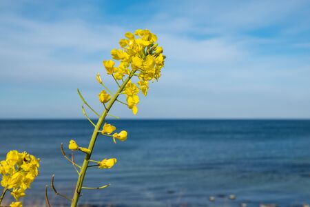 a yellow rape plant stands in a yellow rape field and in the background is the Baltic Seaの写真素材