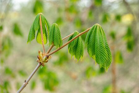the young leaves of a chestnut grow on a branch in springの写真素材