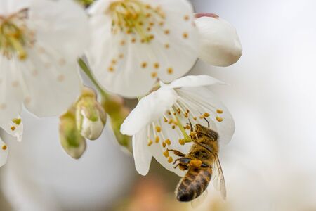 a honey bee collects the nectar of white cherry blossoms in springの写真素材