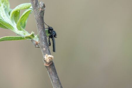 a black robber fly is on a green branchの写真素材