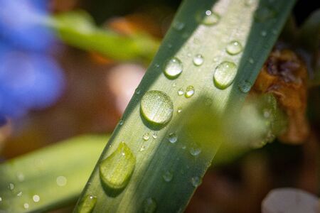 thick drops of water are on a green leaf after a rainの写真素材